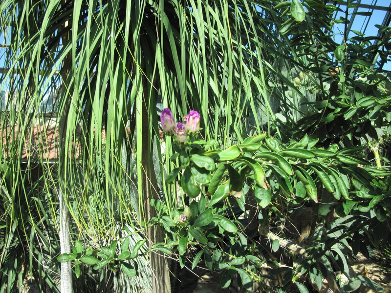 Purple Flowers on Green Plant