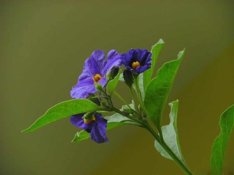 Purple Flowers on Green Stem