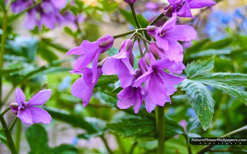 Purple Flowers on Green Stems — Serene
