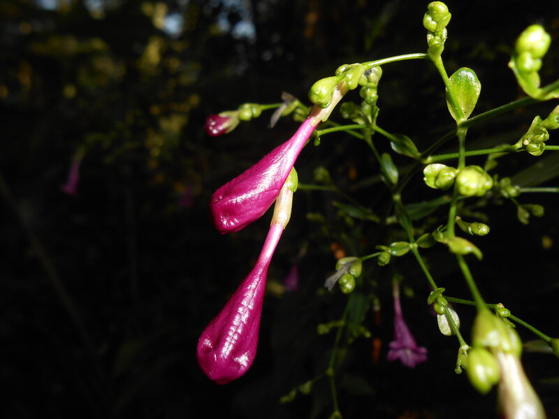 Purple Flowers on Green Stems
