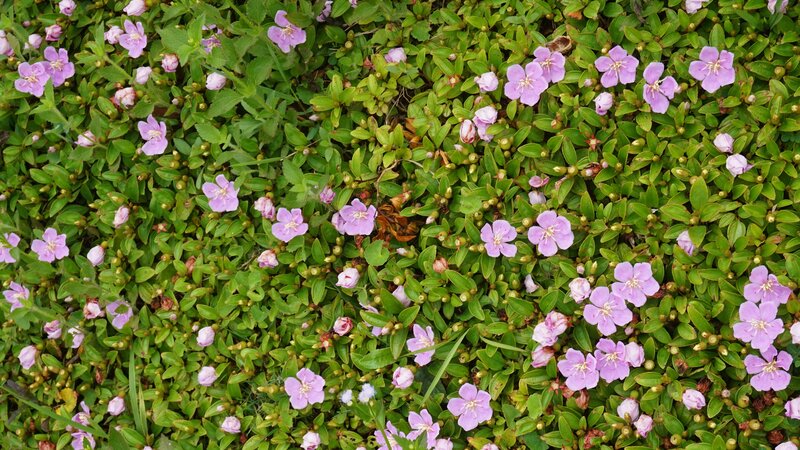 Purple Flowers on Ground — Calm