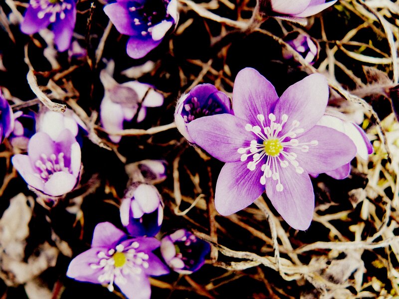 Purple Flowers on Ground — Natural