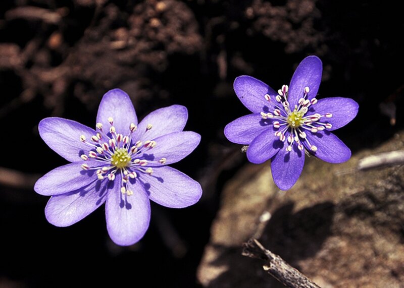 Purple Flowers on Ground