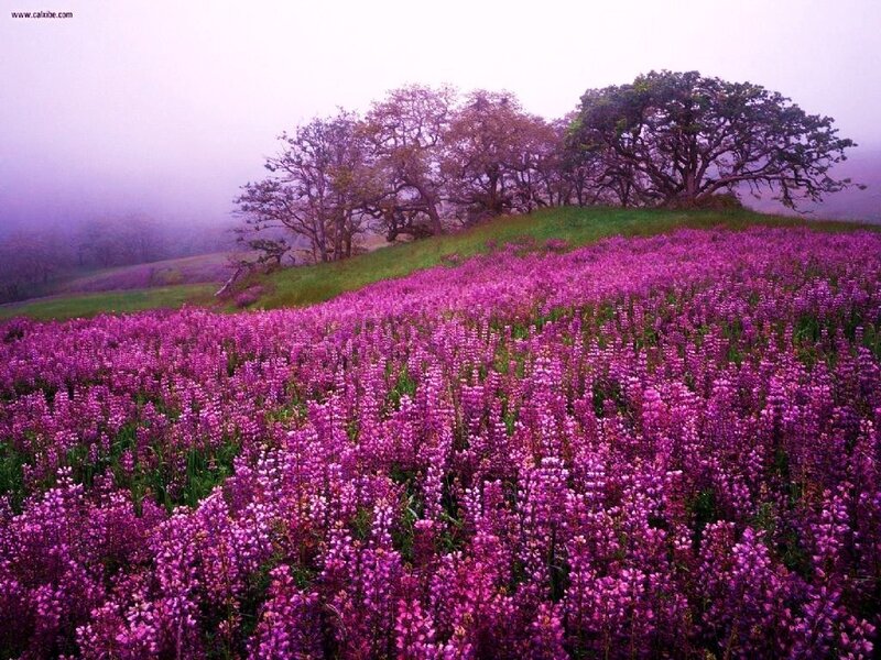 Purple Flowers on Hill