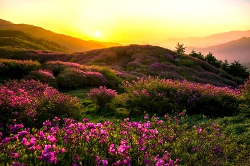Purple Flowers on Hills