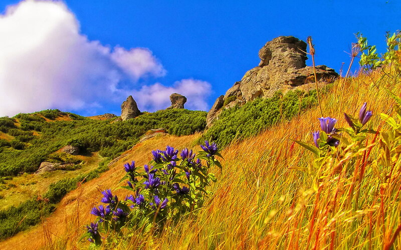 Purple Flowers on Hillside — Blue, Serene