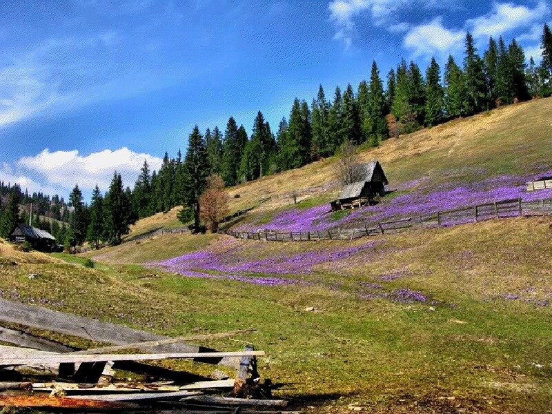 Purple Flowers on Hillside — Blue