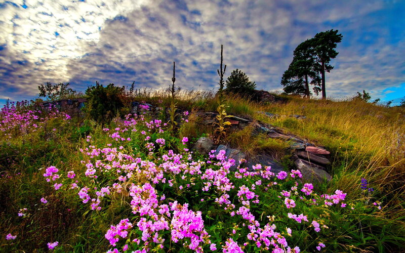 Purple Flowers on Hillside — Dramatic, Afternoon, Photograph