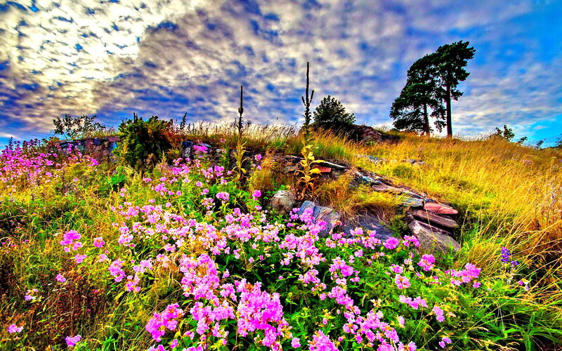 Purple Flowers on Hillside — Dramatic, Afternoon, Photograph, Trees