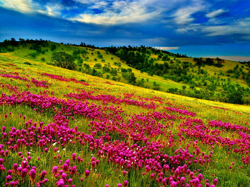 Purple Flowers on Hillside — Dramatic, Afternoon
