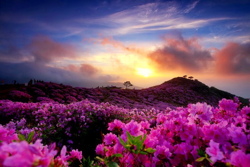 Purple Flowers on Hillside — Dramatic, Sunrise