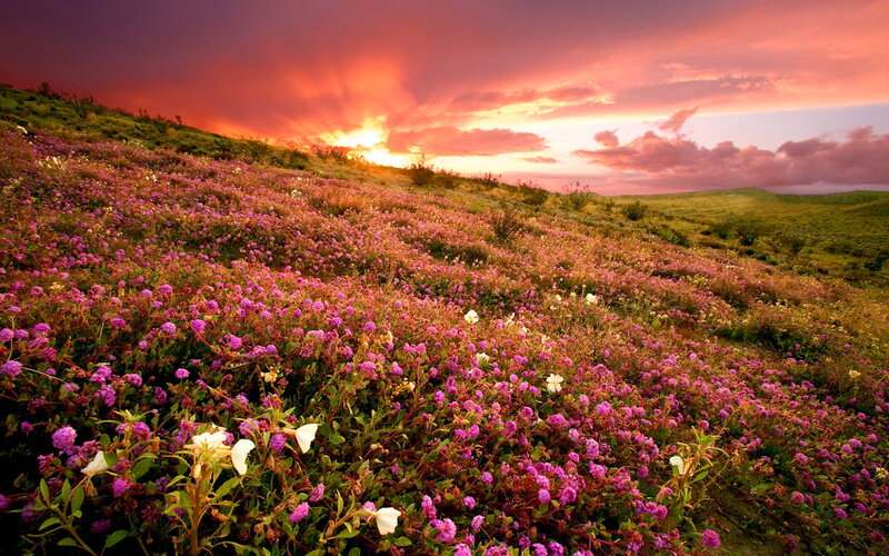 Purple Flowers on Hillside — Dramatic, Sunset, Photograph, Hill