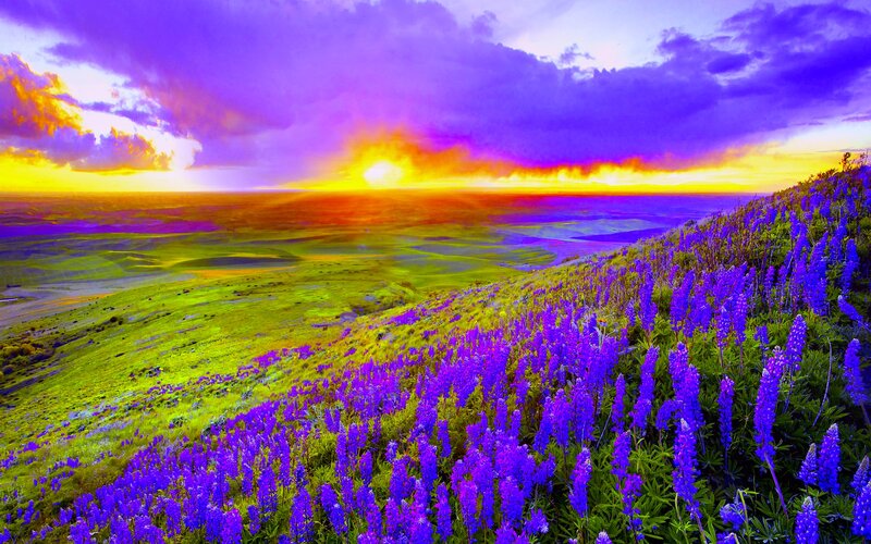 Purple Flowers on Hillside — Dramatic, Sunset, Photograph, Hills