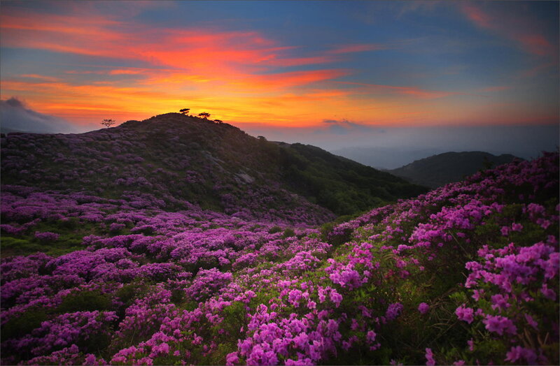 Purple Flowers on Hillside — Dramatic, Sunset, Photograph, Mountain