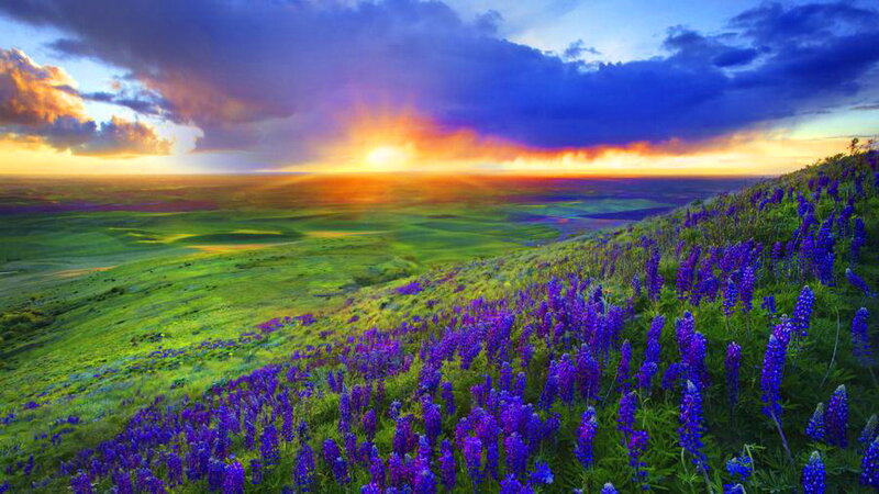 Purple Flowers on Hillside — Dramatic, Sunset, Photograph