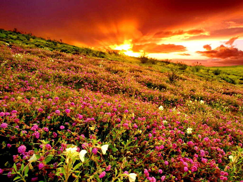 Purple Flowers on Hillside — Dramatic, Sunset