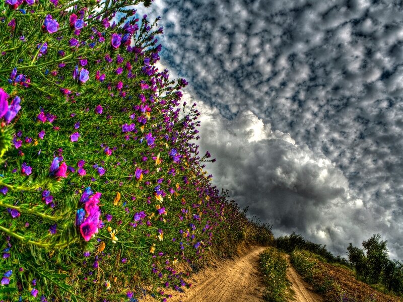 Purple Flowers on Hillside — Dramatic
