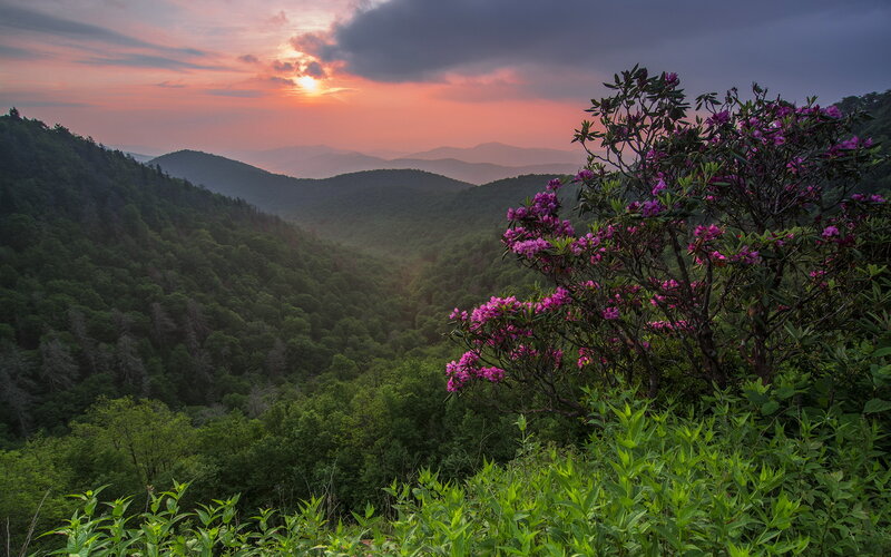 Purple Flowers on Hillside — Green, Serene, Sunset
