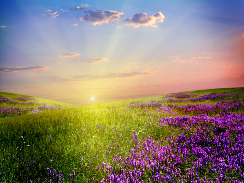 Purple Flowers on Hillside — Green, Serene