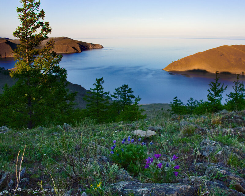 Purple Flowers on Hillside — Green
