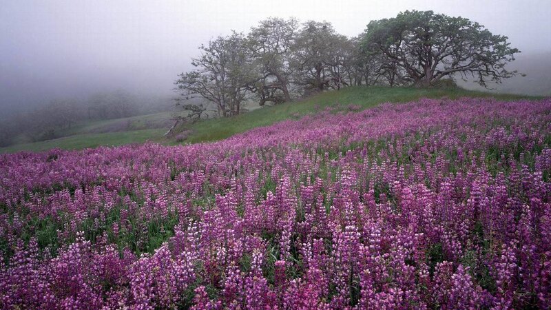 Purple Flowers on Hillside — Misty