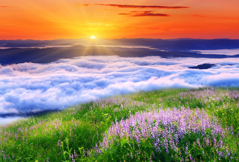 Purple Flowers on Hillside — Orange, Serene, Sunrise