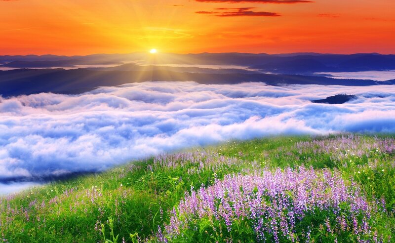 Purple Flowers on Hillside — Orange, Serene
