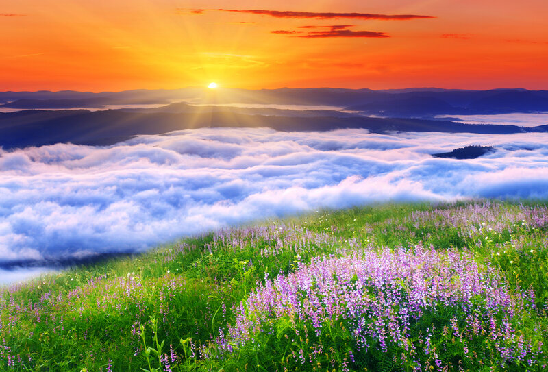 Purple Flowers on Hillside — Orange
