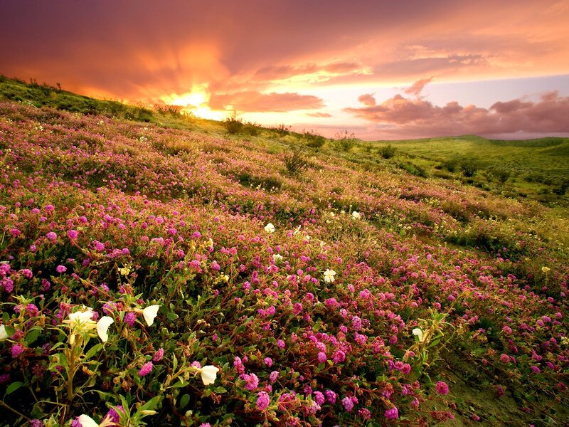Purple Flowers on Hillside — Pink, Dramatic, Sunset, Photograph