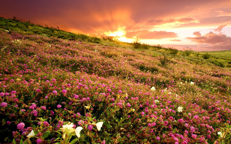 Purple Flowers on Hillside — Pink, Dramatic, Sunset