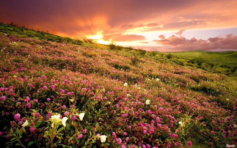 Purple Flowers on Hillside — Pink, Dramatic