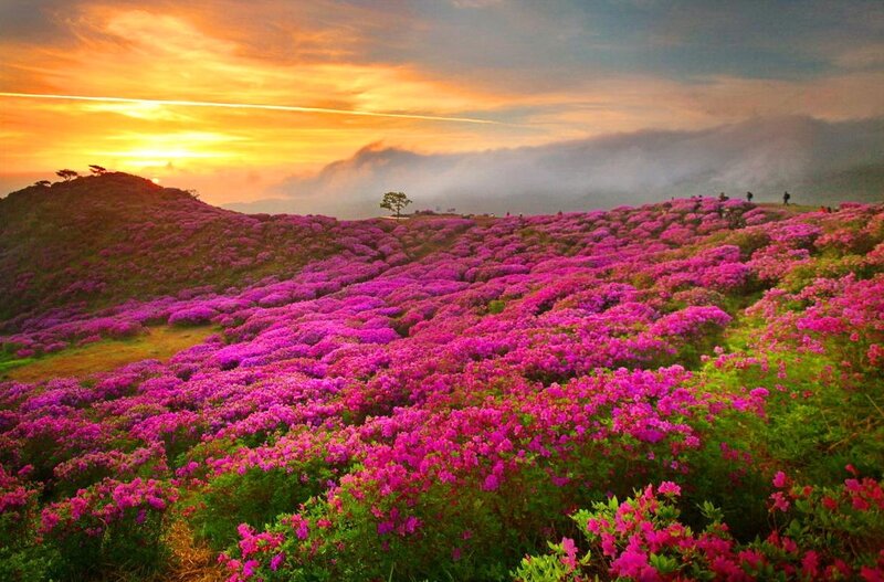 Purple Flowers on Hillside — Pink, Serene, Sunrise, Photograph