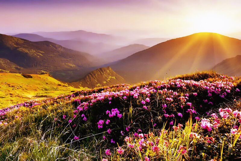 Purple Flowers on Hillside — Pink, Serene, Sunrise