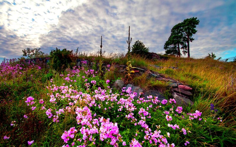Purple Flowers on Hillside — Pink, Serene