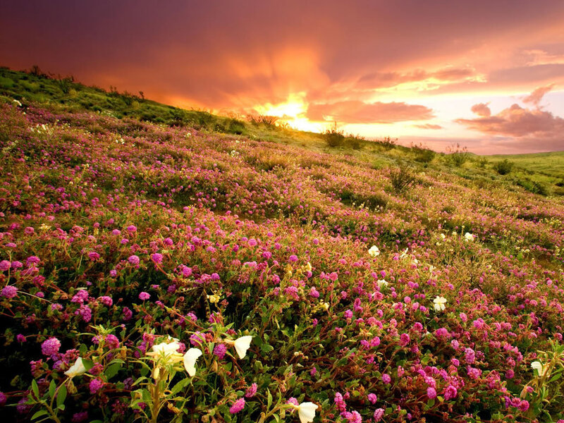 Purple Flowers on Hillside — Pink