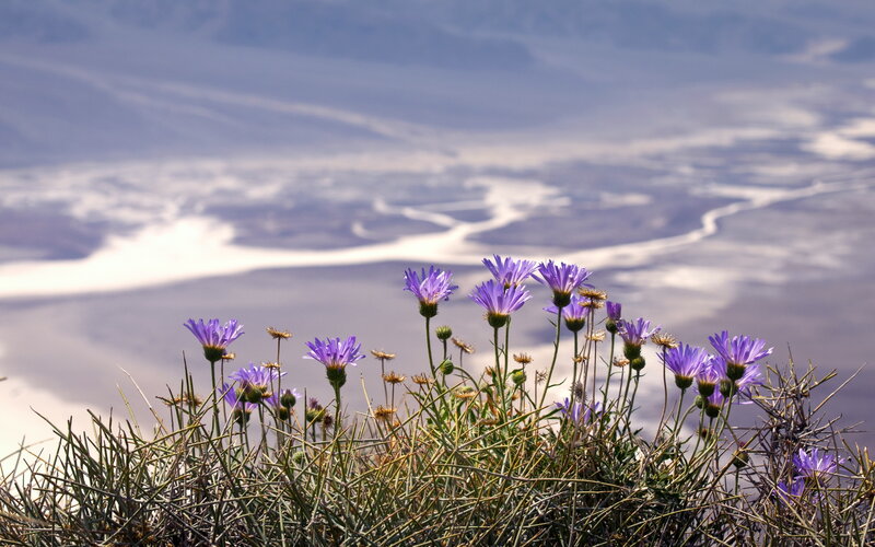 Purple Flowers on Hillside — Serene, Afternoon, Photograph, Desert