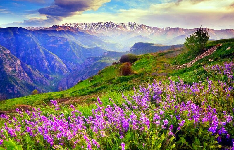 Purple Flowers on Hillside — Serene, Afternoon, Photograph, Mountains