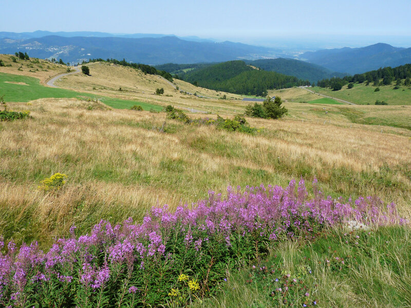 Purple Flowers on Hillside — Serene, Afternoon