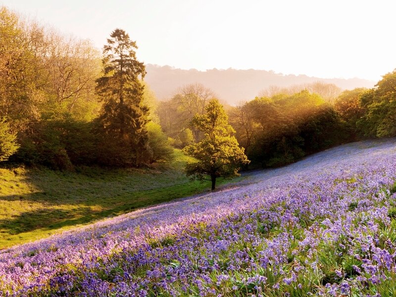 Purple Flowers on Hillside — Serene, Morning
