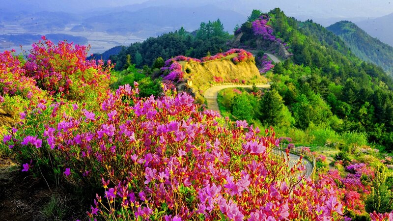 Purple Flowers on Hillside — Serene, Spring, Photograph