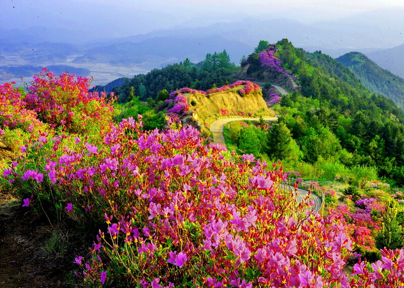 Purple Flowers on Hillside — Serene, Spring