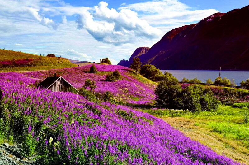Purple Flowers on Hillside — Serene, Summer