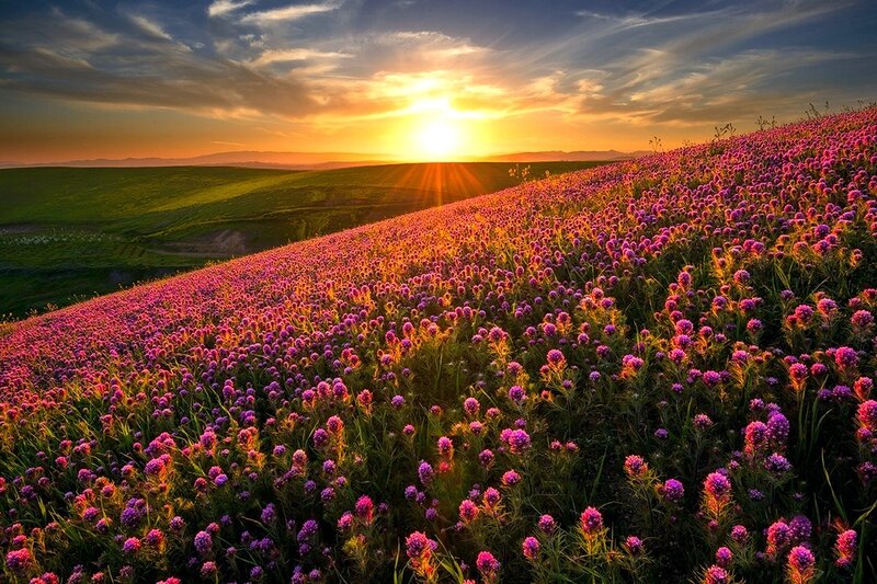 Purple Flowers on Hillside — Serene, Sunrise, Photograph, Clouds, Hills