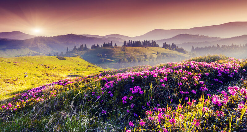 Purple Flowers on Hillside — Serene, Sunrise, Photograph, Mountains