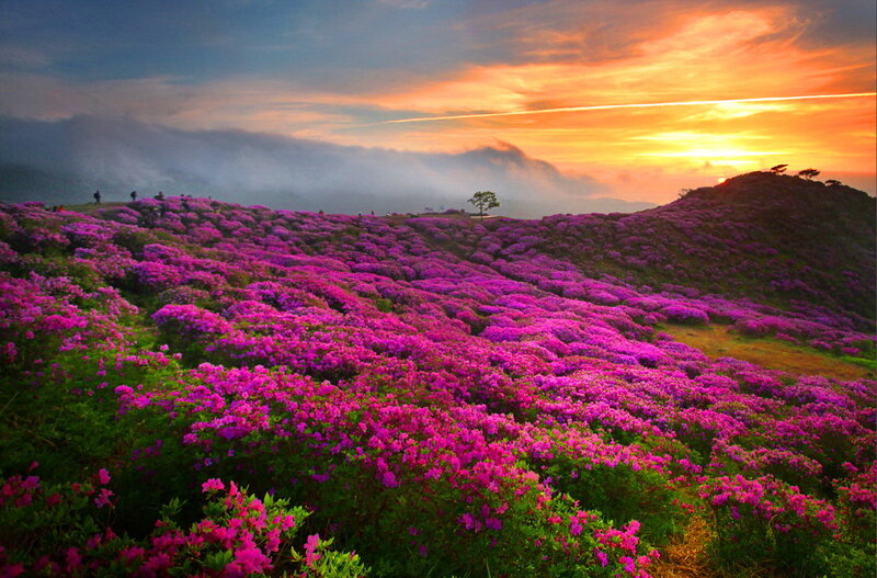 Purple Flowers on Hillside — Serene, Sunrise, Photograph