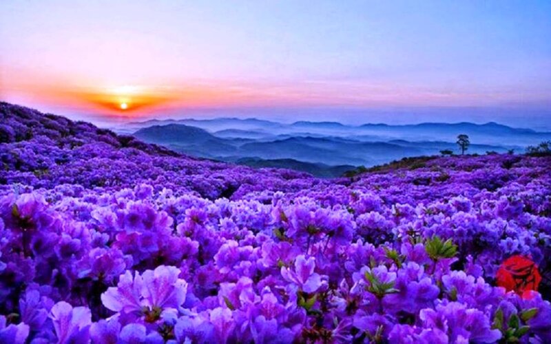 Purple Flowers on Hillside — Serene, Sunrise