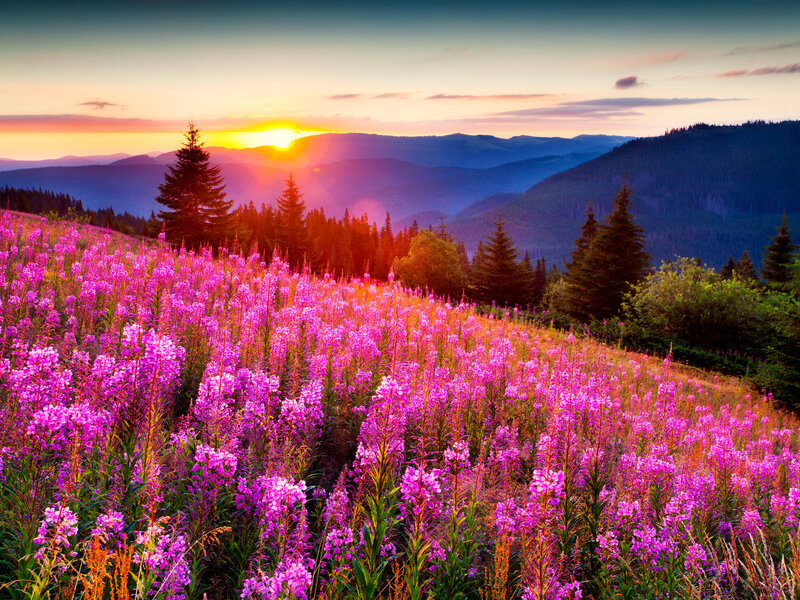 Purple Flowers on Hillside — Serene, Sunset, Photograph, Mountains, Trees