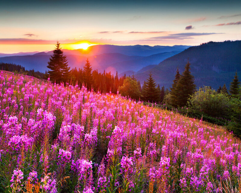 Purple Flowers on Hillside — Serene, Sunset, Photograph