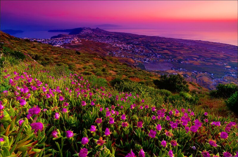 Purple Flowers on Hillside — Serene, Sunset, Photograph, Village