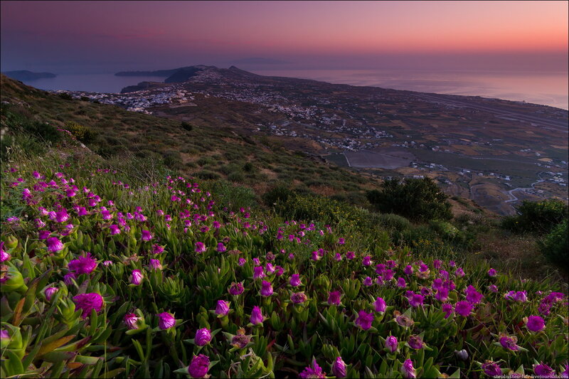 Purple Flowers on Hillside — Serene, Sunset